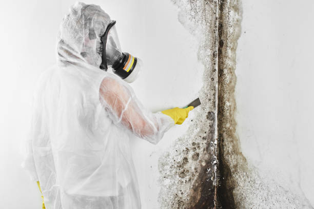 Best Certified Mold Removal  in Leitchfield, KY