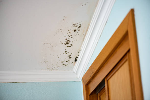 Best Same-Day Mold Removal  in Leitchfield, KY
