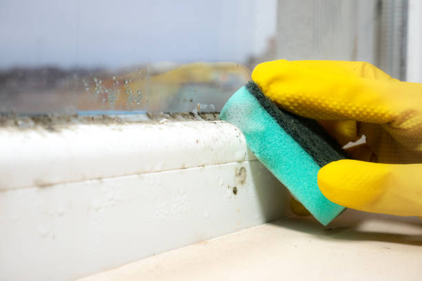 Best Toxic Mold Removal  in Leitchfield, KY