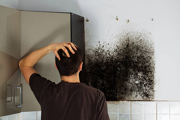 Best Residential Mold Removal  in Leitchfield, KY