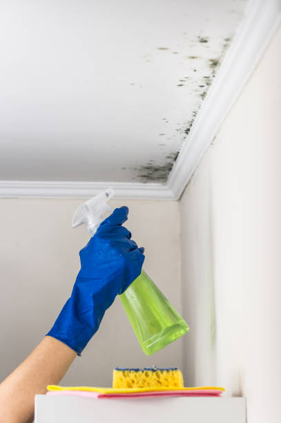 Professional Mold Removal in Leitchfield, KY