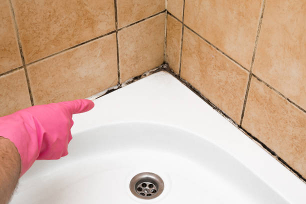Best Crawl Space Mold Removal  in Leitchfield, KY